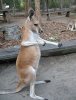 1-1298583008-boxing-kangaroo.jpg