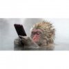 geo-postkarte-374-nachahmer-japanmakak-affe-mit-smartphone.jpg