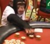 Mikey-Affe-spiel-Poker.jpg